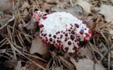 Bloody tooth or Hydnellum Peck (Hydnellum peckii). It can be found in the autumn in coniferous (spruce and pine) forests of North America, Pacific Northwest, Europe, Iran and Korea.
Translated by «Yandex.Translator»