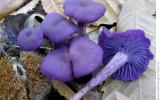 lukovica amethyst (Laccaria amethystina (Huds.) Cooke, "Deceptive amethyst") is striking for its purple color (with age, the violet color disappears).
Translated by «Yandex.Translator»
