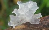 Tremella fuciformis is an edible mushroom of the genus Tremella. In China, the mushroom called silver ear or snow ear (雪耳 - xuě ěr), and in Japan, white wood ear. Fruit body resembles seaweed with its many branches, the structure resembles a translucent white gelatin. Mushroom reaches a size of 7.5 cm.
Translated by «Yandex.Translator»