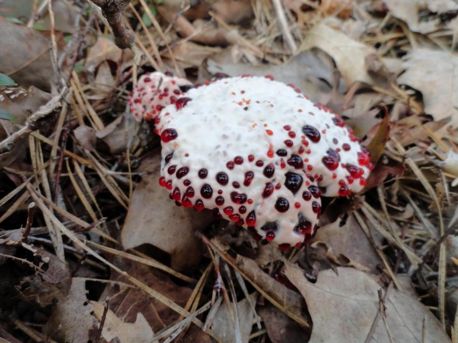 Bloody tooth or Hydnellum Peck (Hydnellum peckii). It can be found in the autumn in coniferous (spruce and pine) forests of North America, Pacific Northwest, Europe, Iran and Korea.
Translated by «Yandex.Translator»