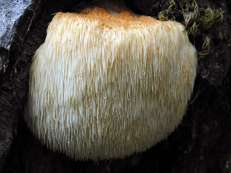 Elvik comb, or "lion's mane" (Hericium erinaceus (Bull.) Pers.) — a very interesting similarity with a lion's mane. This mushroom grows in Primorye, in the Crimea and in the foothill regions of the Caucasus. It is found in deciduous forests from August to October. Listed in the "Red book".
Translated by «Yandex.Translator»