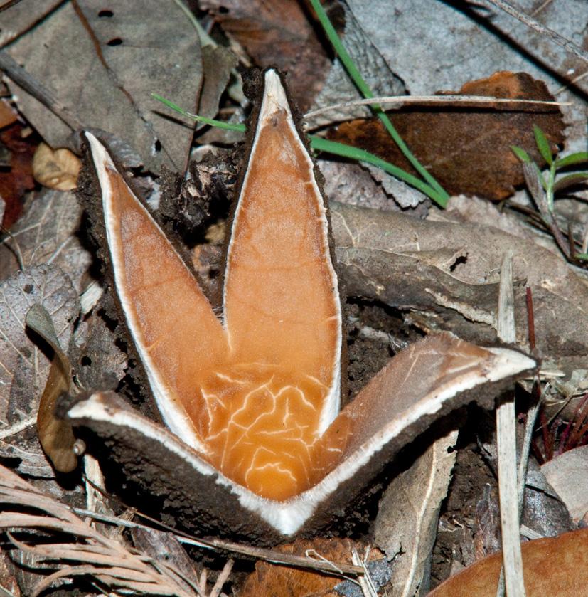 "Cigar devil" or "star of Texas" (Chorioactis geaster (Peck) Kupfer ex Eckblad). The mushroom represents something like a brown capsule that resembles a cigar. This fungus spreads 3-6 rays with a characteristic hissing and whistling in the spreading of spores, like smoke from a cigar. Once the fungus spores reveals — he becomes like a star.
Translated by «Yandex.Translator»
