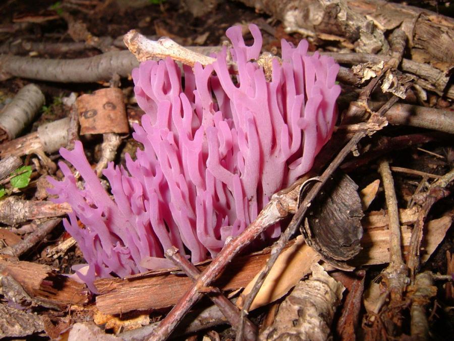Clavaria Zollinger, or coral fungus (Clavaria zollingeri Lév.). For Europe it is a rare species included in the red list of species Denmark and the UK, in Ireland it is used as indicator species to assess the diversity of fungi poor substrates meadows.
Translated by «Yandex.Translator»