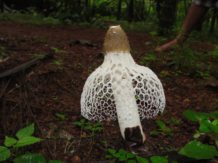 "Lady with veil", or bamboo fungus (Phallus indusiatus Vent.). The fungus uses the "veil" to attract the flies - peddlers in the dispute.
Translated by «Yandex.Translator»