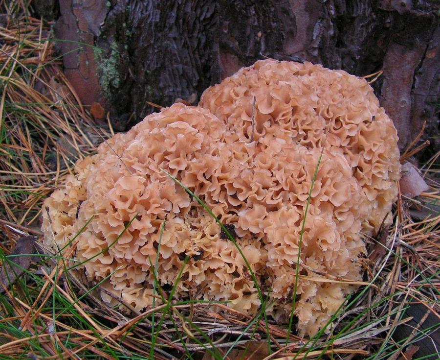 Sparassis crispa (Sparassis crispa(Wulfen) Fr.). This species is included in Red book of Russia. The kind of parasitic, derevorazrushayuschie. Fruiting bodies appear at the base of the trunks and stumps of conifers (pine, spruce, cedar, fir, larch).
Translated by «Yandex.Translator»