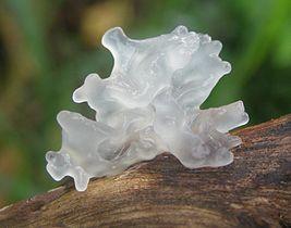 Tremella fuciformis is an edible mushroom of the genus Tremella. In China, the mushroom called silver ear or snow ear (雪耳 - xuě ěr), and in Japan, white wood ear. Fruit body resembles seaweed with its many branches, the structure resembles a translucent white gelatin. Mushroom reaches a size of 7.5 cm.
Translated by «Yandex.Translator»
