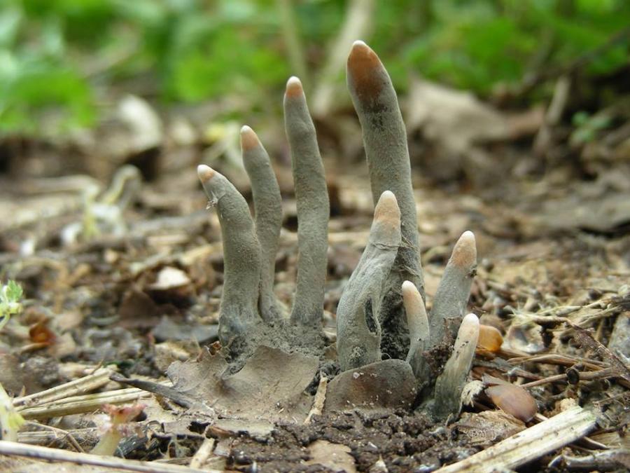 It is worth noting that the name dead man's Fingers is not rigidly assigned to any one species of fungi, although often referred to as the fungus Xylaria polymorpha. Sometimes this name is used for another species of Xylaria. Many of them also possess a certain similarity with the hand of a dead man.
Translated by «Yandex.Translator»