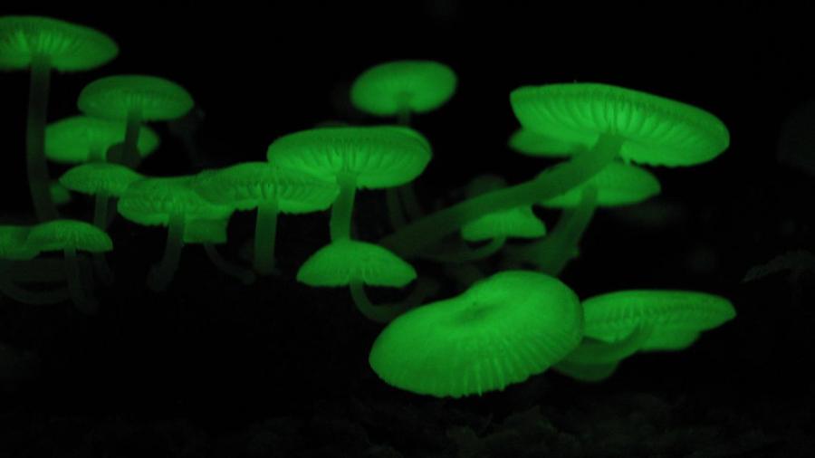 Светящиеся грибы
